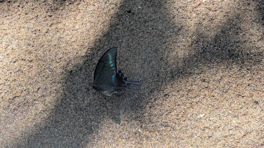 カラスアゲハの写真