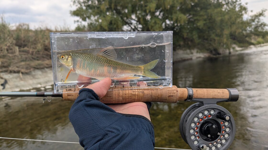 釣れたオイカワの画像①