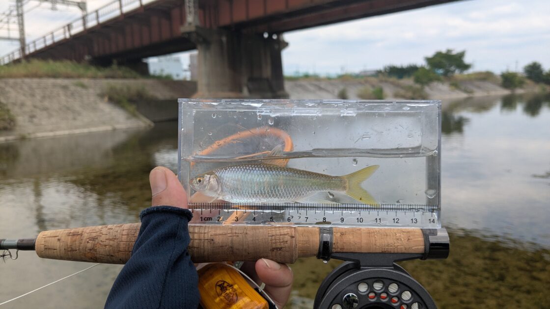 釣れたオイカワの画像②