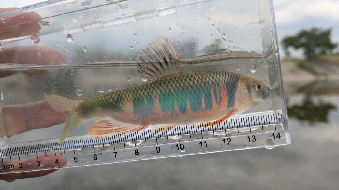 釣れたオイカワの画像④
婚姻色が出て綺麗な魚体
