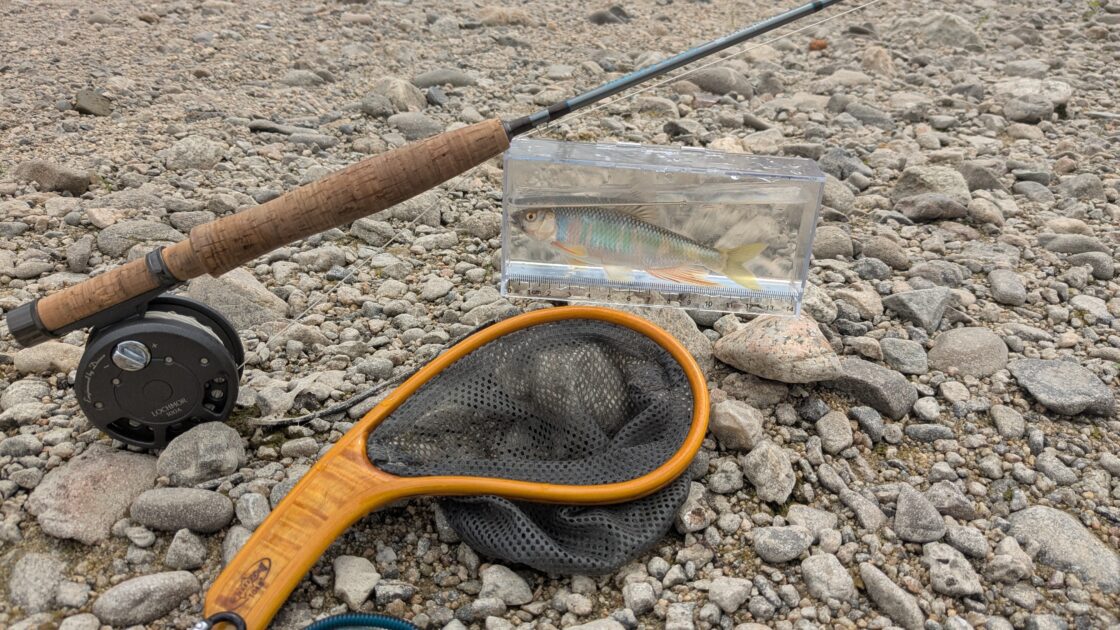 釣れたオイカワの画像③