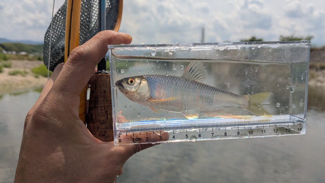 別日のオイカワ釣果画像③