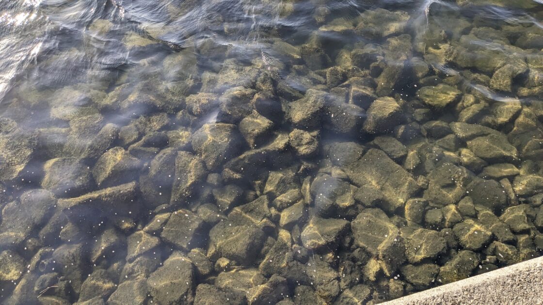 2023年撮影の浜寺運河ボトムの様子の画像