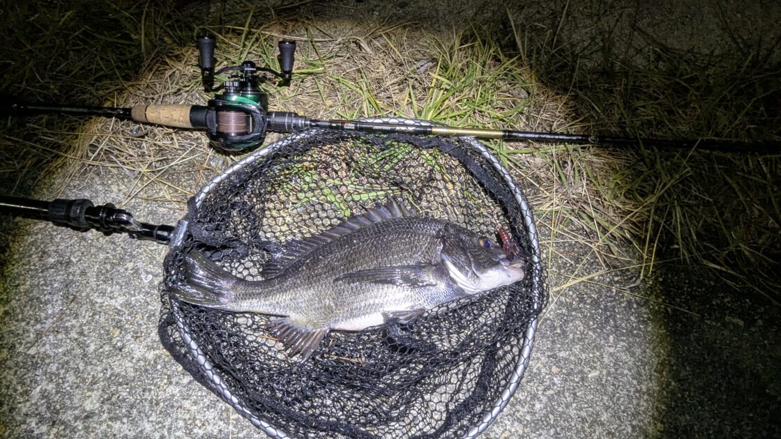 釣り上げたチヌの画像