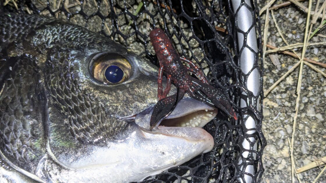 同個体のチヌ顔面アップの画像