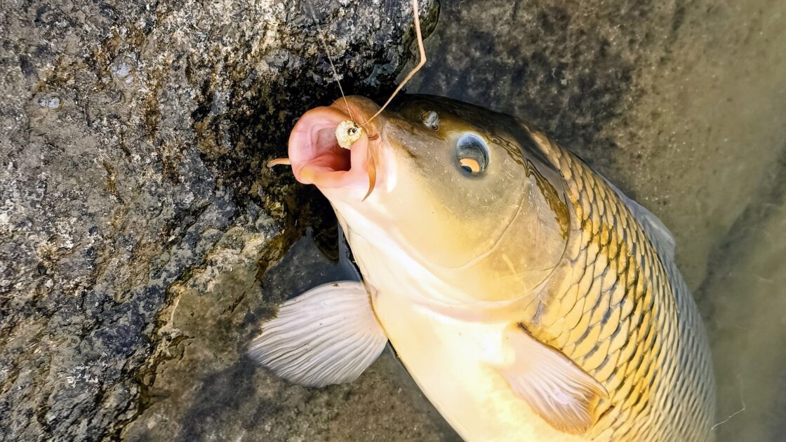 ランディングしたコイ。口元にフライがしっかりとかかっている。