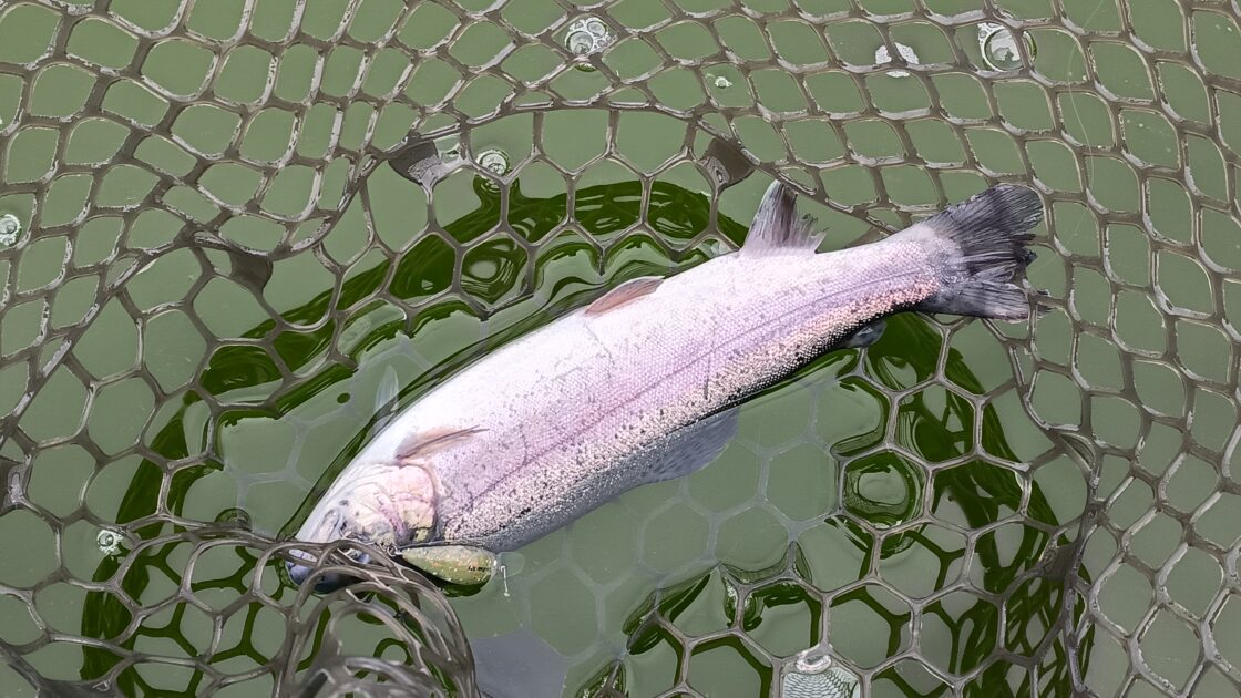 ラッキークラフト『アンフェア33F』グリーングローにヒットしたニジマス。二枚目の画像。