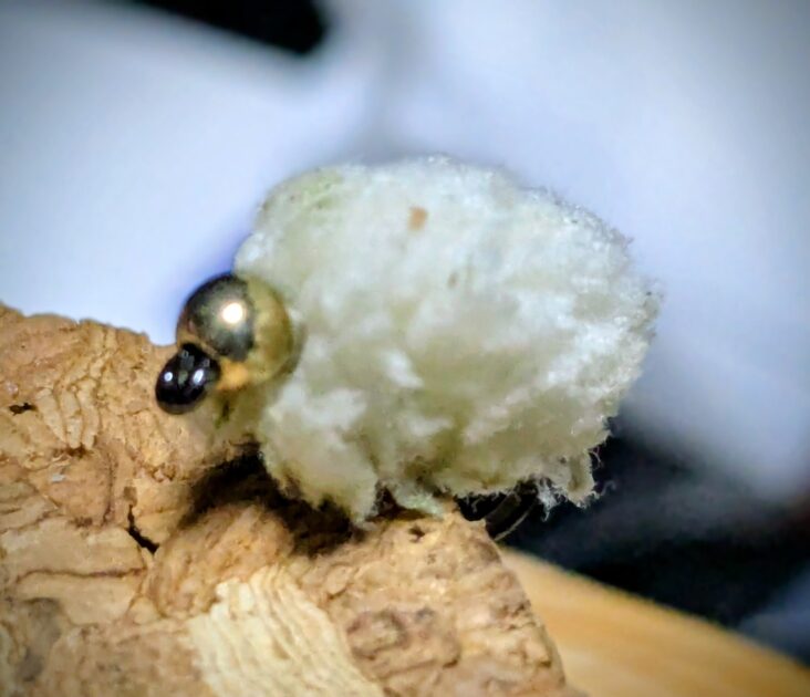 自作フライ、エボレスフライ（っぽいやつ）